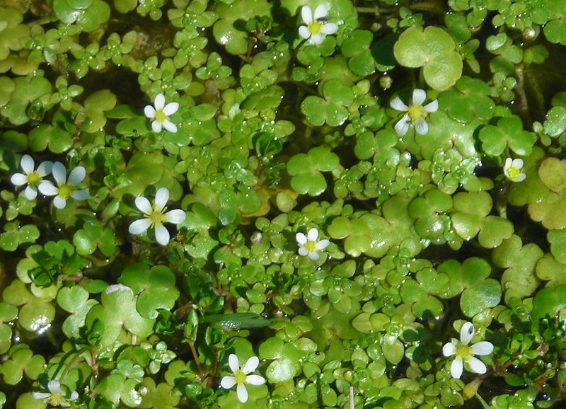 round-leaved water crowfoot  Ranunculus omiophyllus