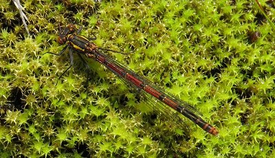 Large red damselfly female