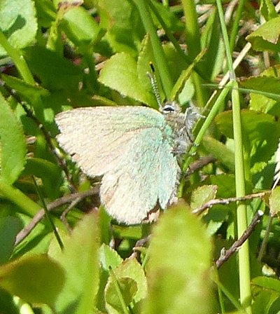 Green hairstreak