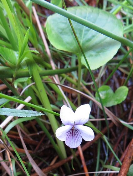 marsh violet Viola palustris