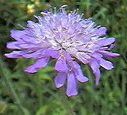 Field Scabious