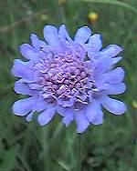 Lesser scabious