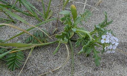 sea rocket Cakile maritima