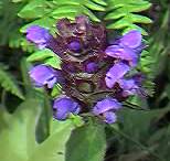 Self Heal