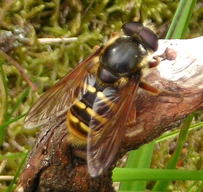 bog hoverfly Sericomyia silentis