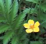 Silverweed