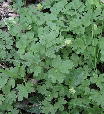 Moschatel Adoxa moschatellina