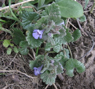 Ground ivy Glechoma hederacea