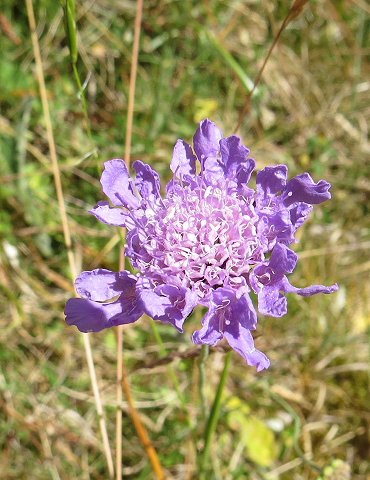 Small scabious Scabiosa columbaria