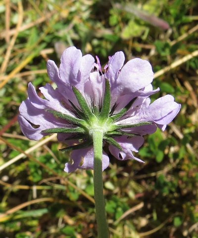 Small scabious Scabiosa columbaria