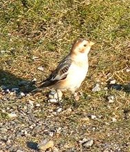 snow bunting