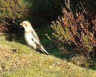 snow bunting