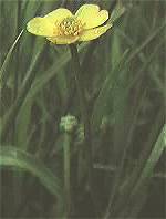 Lesser Spearwort