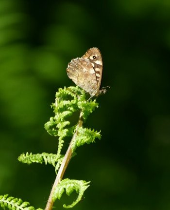 Speckled wood butterfly Pararge aegeria