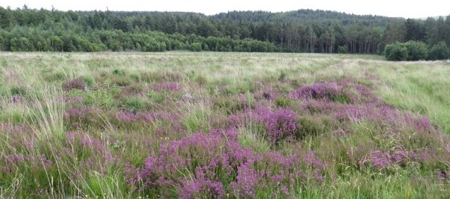 Heathland at Spiers House