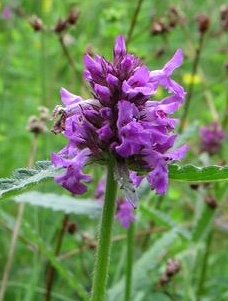 Betony (detail) Stachys officinalis