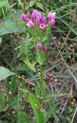 Centaury Centaurium erythraea