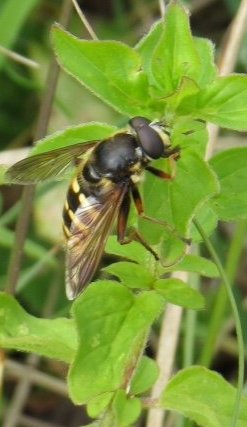 Hoverfly Sericomyia silentis