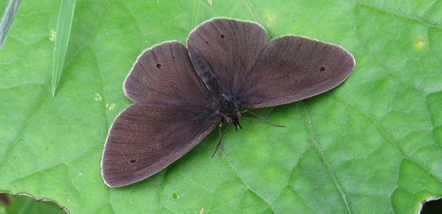 Ringlet butterfly Aphantopus hyperantus