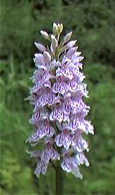 Orchid, common spotted