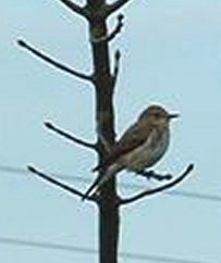 spotted flycatcher