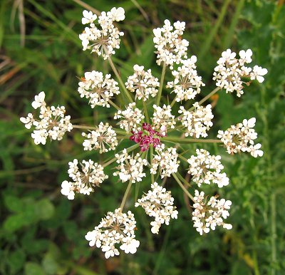 Wild carrot Daucus carota