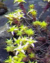 Biting Stonecrop