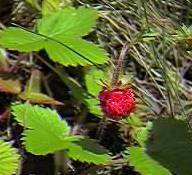 Strawberry, wild