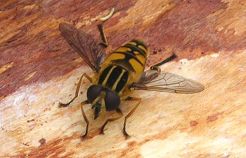 hoverfly Helophilus pendulus