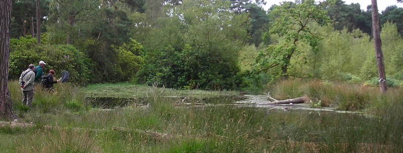 view of pond