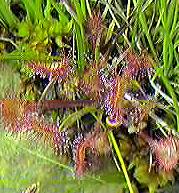 sundew