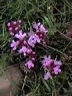 Wild Thyme