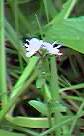 Thyme-leaved Speedwell