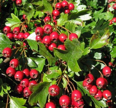 Haws Crataegus monogyna