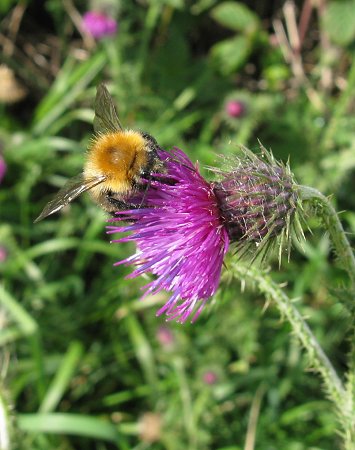 Welted thistle Carduus crispus