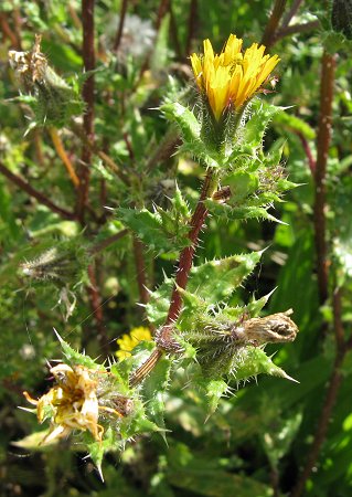 Prickly oxtongue Picris echiodes