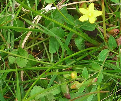 trailing st johnswort