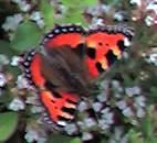 Small Tortoisehell butterfly