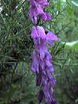 Bell heather, Erica cinerea and Ling, Calluna vulgaris at Devil's