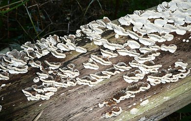 Turkey tails Trametes versicolor