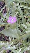 Venus' looking glass (Legousia hybrida)