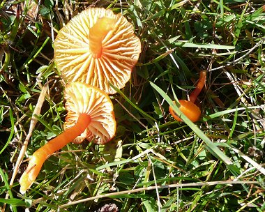 Spangle waxcap Hygrocybe insipida