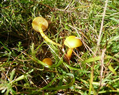 Butter waxcap Hygrocybe ceracea