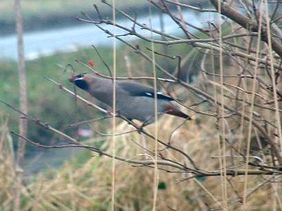 Waxwing in tree