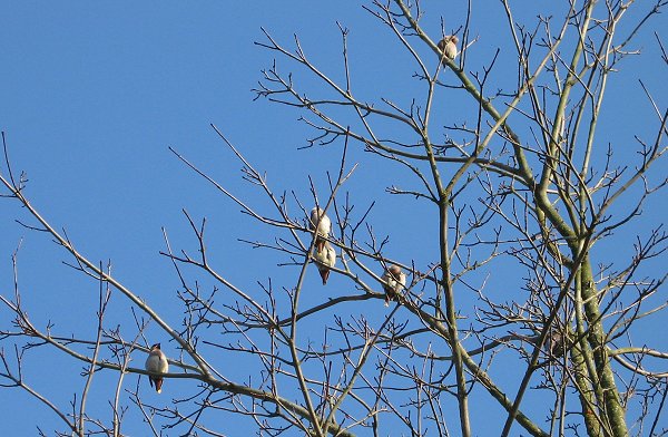 Waxwings in tree