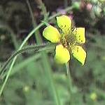 Wood Avens