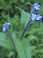 Wood Forget-me-not