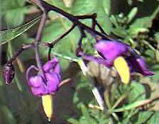 Woody Nightshade