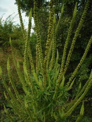 Weld  Reseda luteola