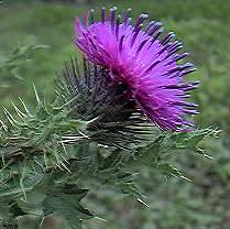 Welted Thistle